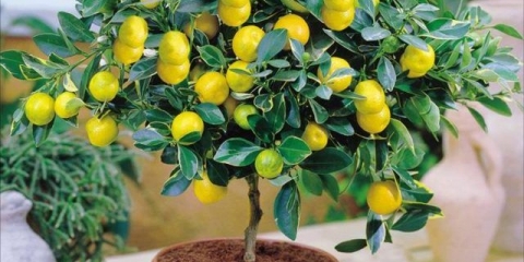 Koliko često zalijevati limun